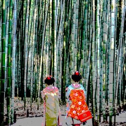 Geishas in bamboo forest 2